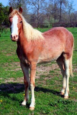 File:Roan-horse.jpg