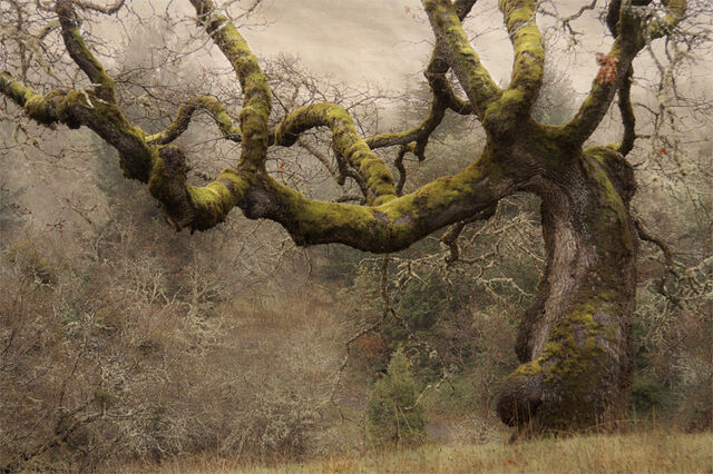 File:Hollow-Oak2.jpg