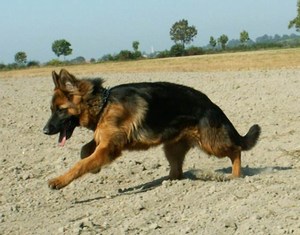 Plik:213 12.jpg