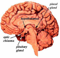 Pineal gland