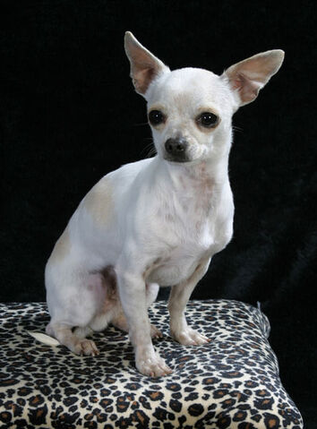 Plik:WhiteTanChihuahua.jpg