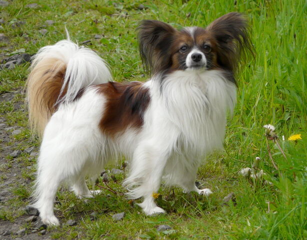 Plik:Papillon.jpeg