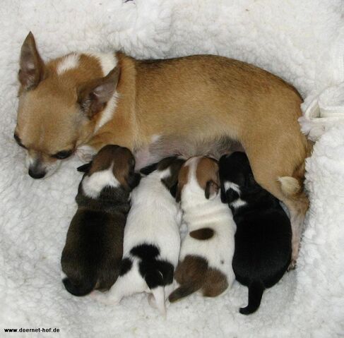 Plik:Chihuahua5.jpg
