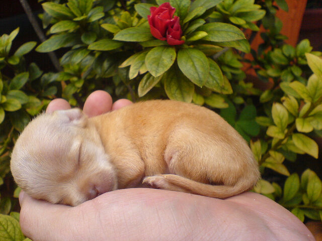 Plik:Chihuahua4.jpg