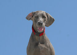 Wyżeł weimarski Blue Maya Lou.jpg