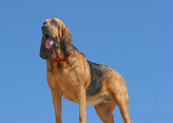 Bloodhound - Bella blue.jpg