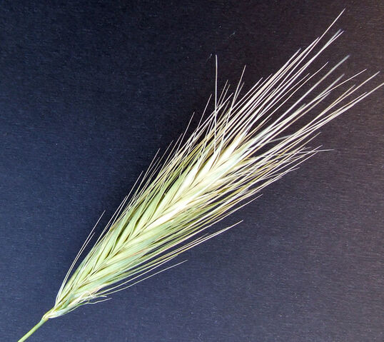 Plik:Kłos (roślina).jpg