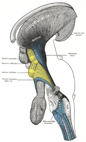 File:Gray685.png
