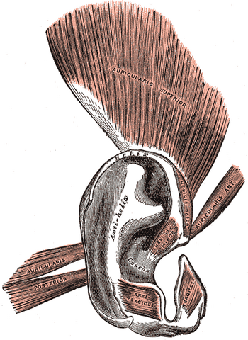 File:Gray906.png