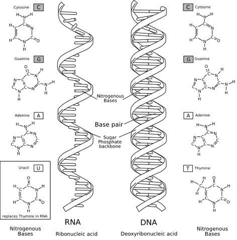 File:NA-comparedto-DNA thymineAndUracilCorrected.png