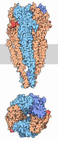 File:Acethylcholine receptor.png