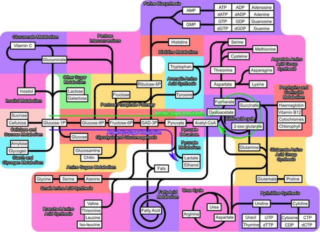 File:Metabolism 790px.png