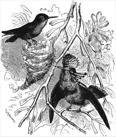 File:Descent of Man fig48.jpg