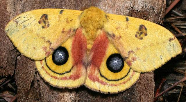 File:Automeris ioPCCA20040704-2975AB1.jpg