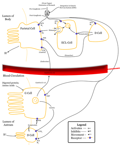 File:Control-of-stomach-acid-sec.png