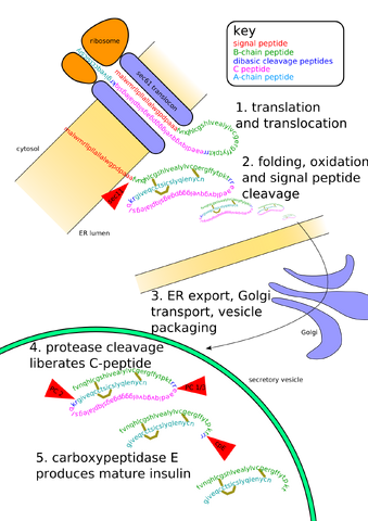File:Insulinpath.png