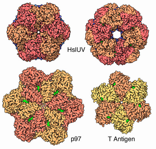 File:AAA+ ATPases (three examples).png