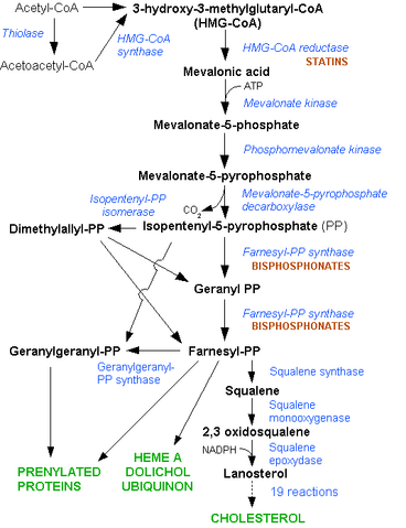 File:HMG-CoA reductase pathway.png