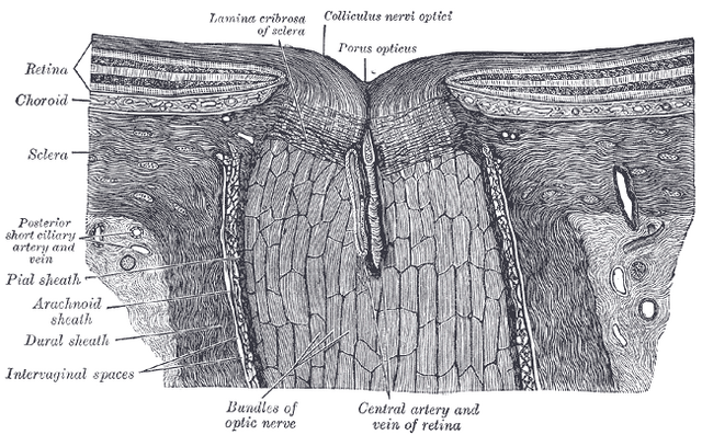 File:Gray880.png