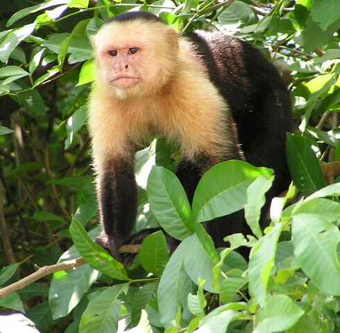 File:Capuchin Costa Rica.jpg