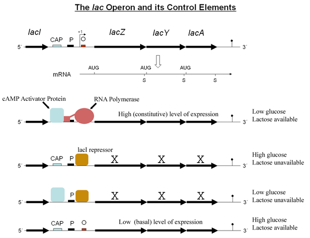 File:Lac operon.png