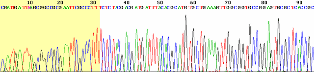 File:Sanger sequencing read display.gif