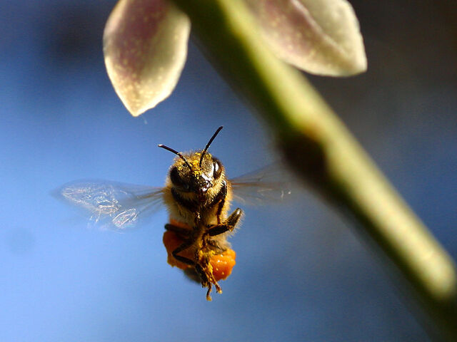 File:Beeinflightfromfront.jpg