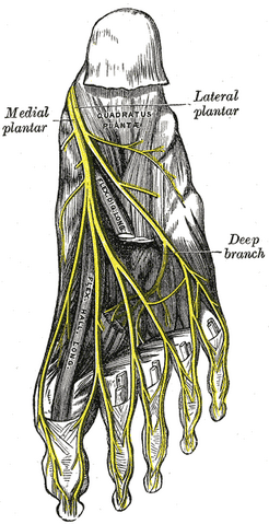 File:Gray833.png