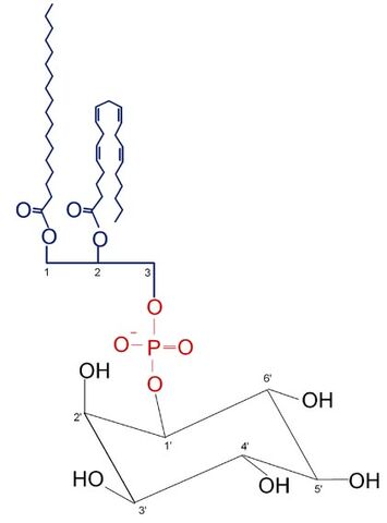 File:Phosphatidylinositol.jpg