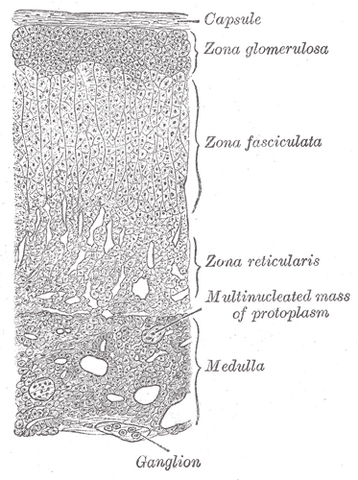 File:Gray1185.png