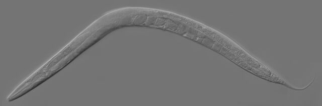 File:Adult worm.jpg
