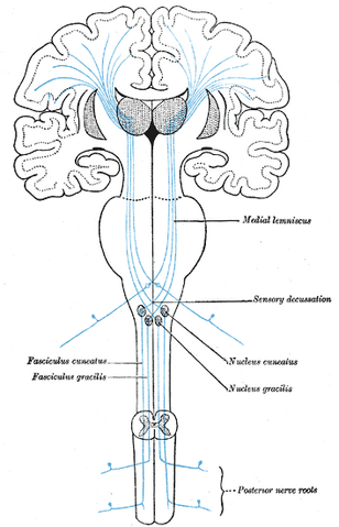 File:Gray759.png