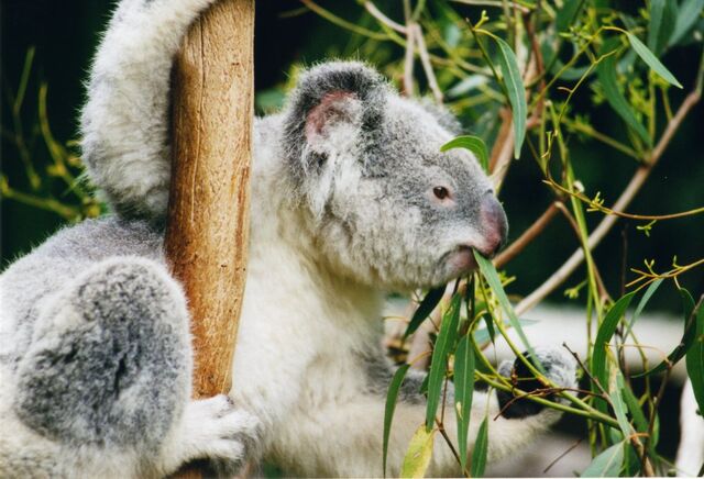 File:Koala-ag1.jpg