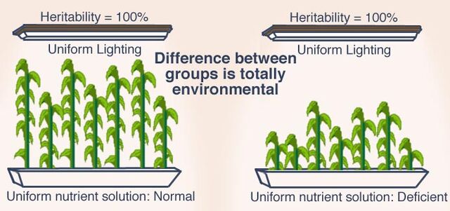 File:Heritability plants.jpeg
