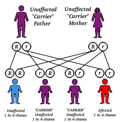 recessive gene psychology wikia