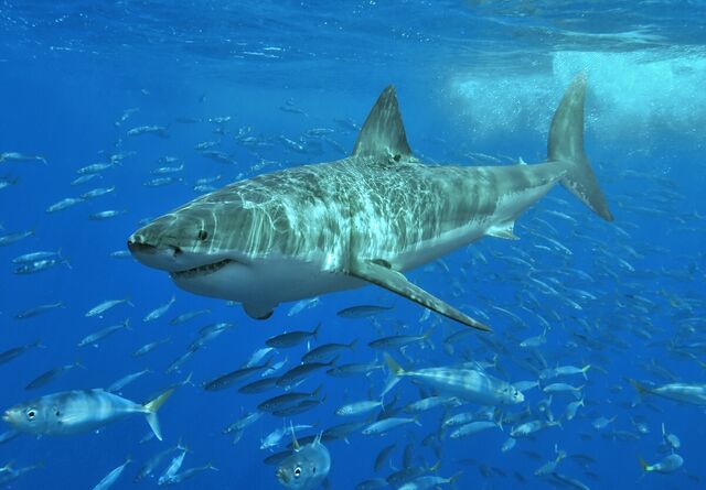 File:Whiteshark-TGoss5b hf.jpg