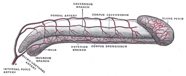 File:Gray1158.png