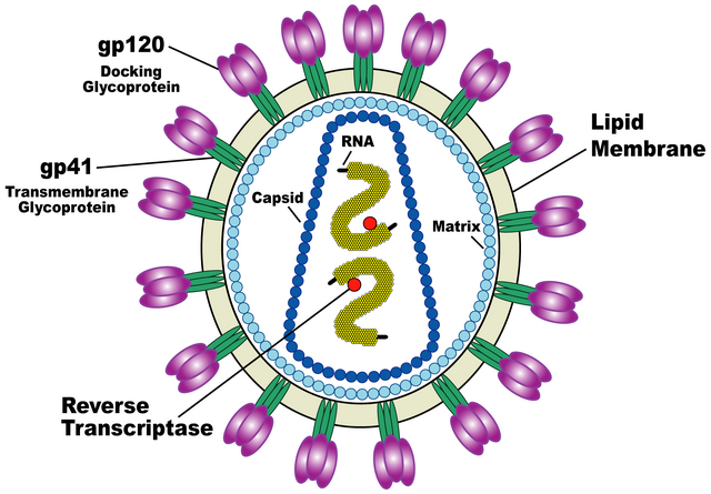 File:HIV Viron.png