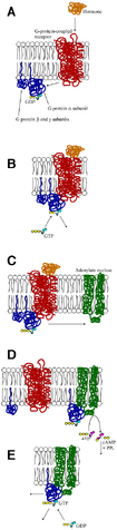 File:G-protein-coupled receptor vert.png