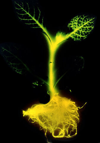 File:Glowing tobacco plant.jpg