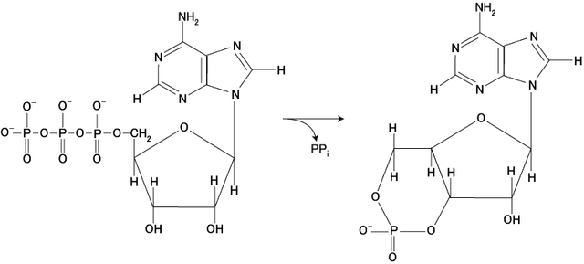 File:Adenylate kinase.png