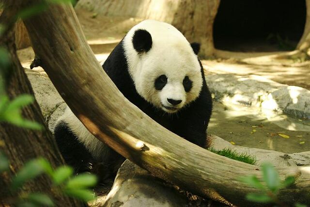 File:Lightmatter panda.jpg