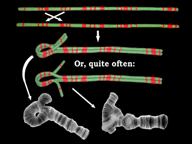 File:Inversioncartoon.gif