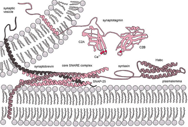 File:Exocytosis-machinery.jpg