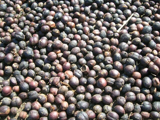File:Coffee berries dried.jpg