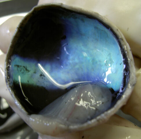 File:Calf-Eye-Posterior-With-Retina-Detached-2005-Oct-13.jpg