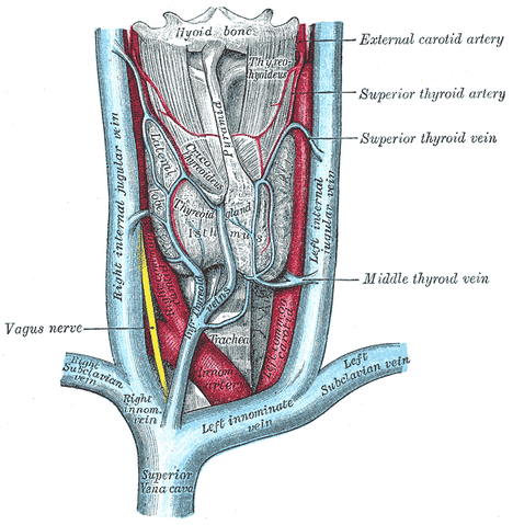 File:Gray1174.png