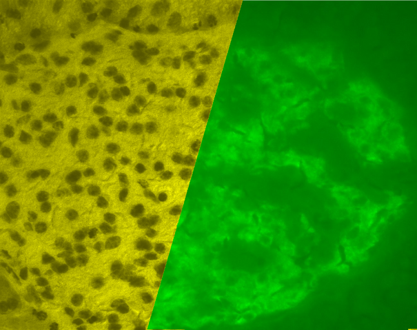 File:Islet.png