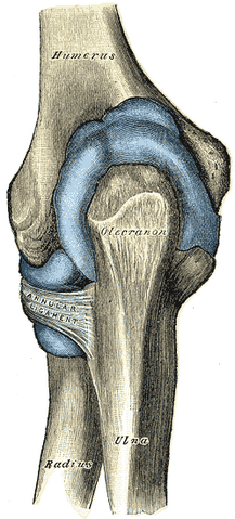 File:Gray332.png