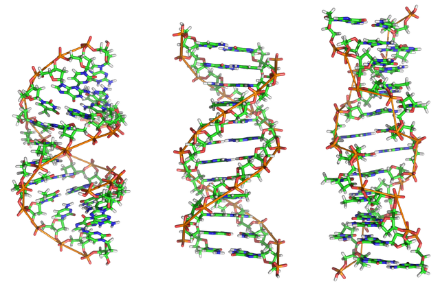 File:A-DNA, B-DNA and Z-DNA.png